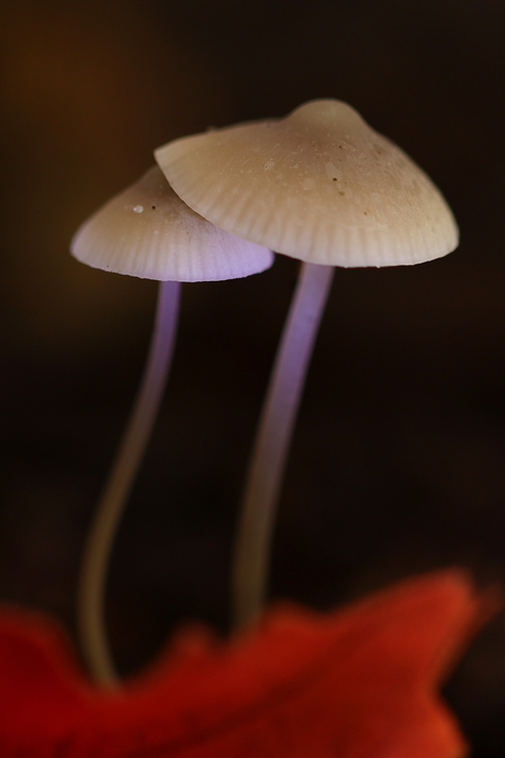 Onder moeders paraplu