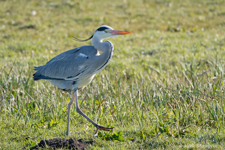 Statige pas met gekrulde nek