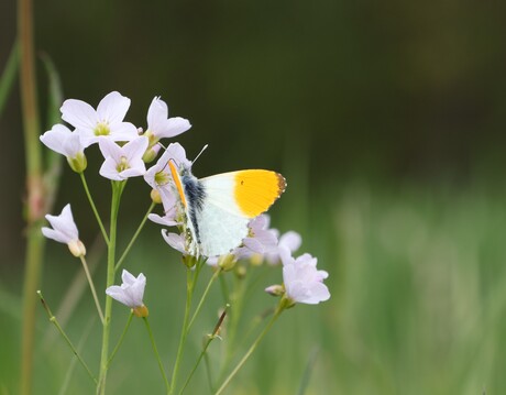 Oranjetipje op Pinksterbloem