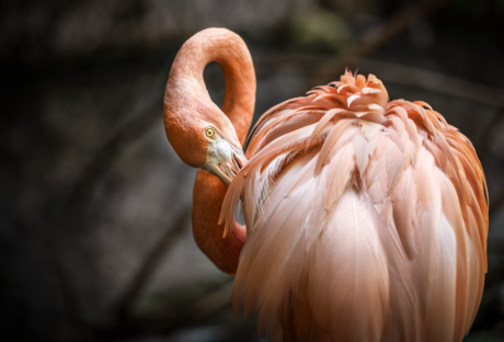 Flamingo op curacao