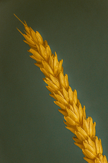 Grain
