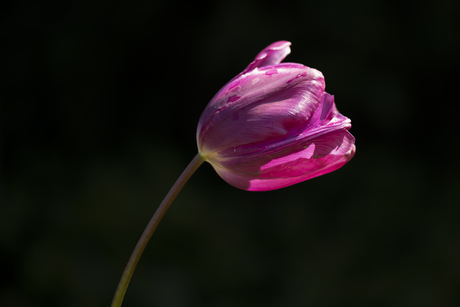 Macro Voorjaarsbloemen