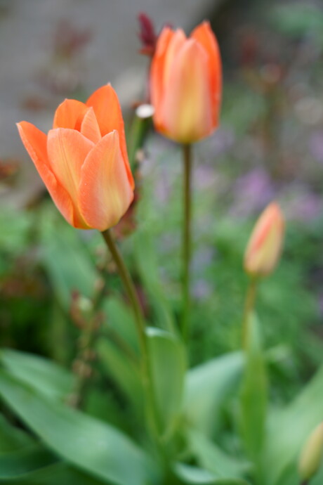 Zalm-oranje tulpen portret