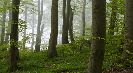  Bos vlak bij Møns Klint