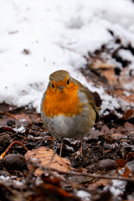 Recht in de snavel !!