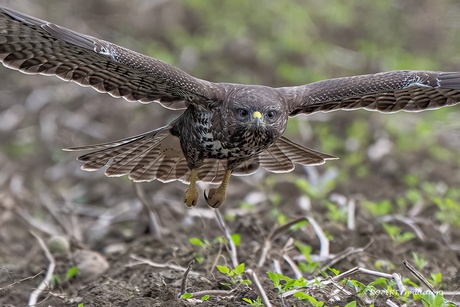 Buizerd 