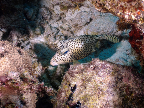 Mooie onderwaterwereld