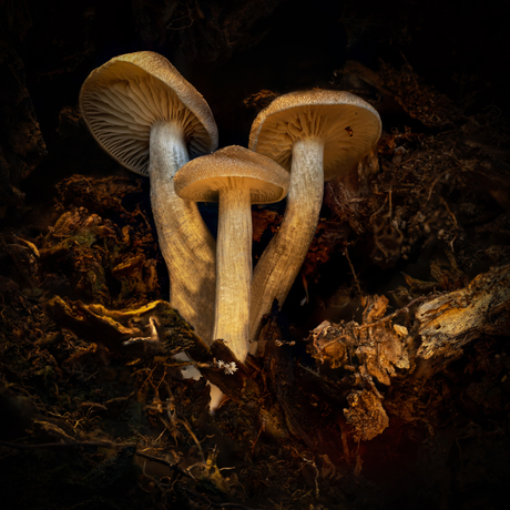 Trio Paddenstoelen.