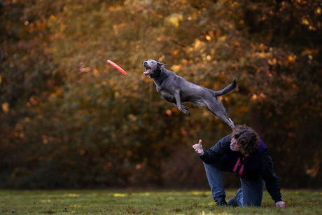Dogfrisbee