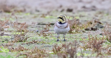 Strandleeuwerik