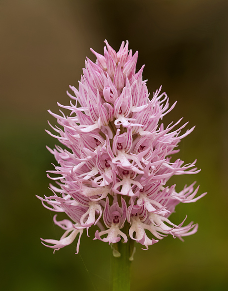 Italiaanse Orchis of Italiaanse Harlekijn (Orchis italica)