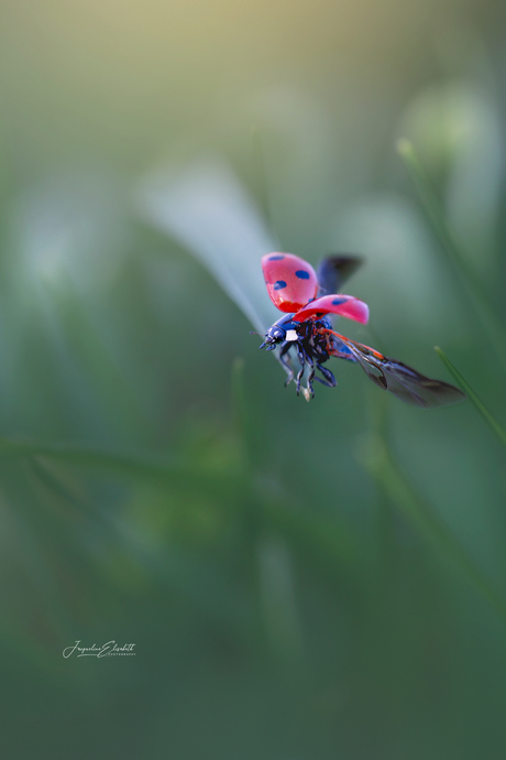 The gentlest kind of goodbye ...