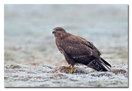 Buizerd