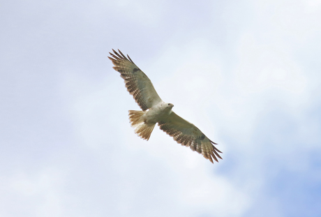 Buizerd