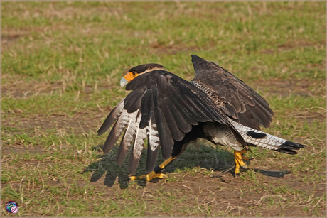 Kuifcaracara …
