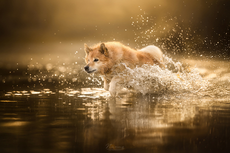 Splash at sunset