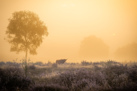 Schotse hooglander in de mist