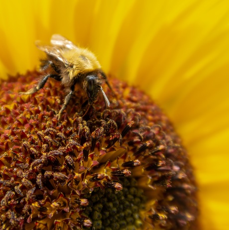 Bij op zonnebloem