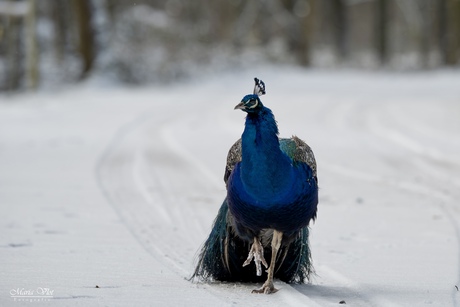 Aan de wandel in de sneeuw