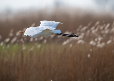 witte reiger