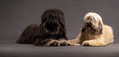 Briard