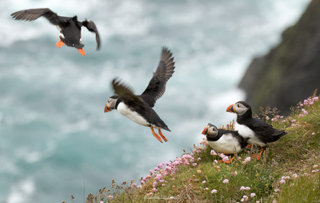 Puffin airport