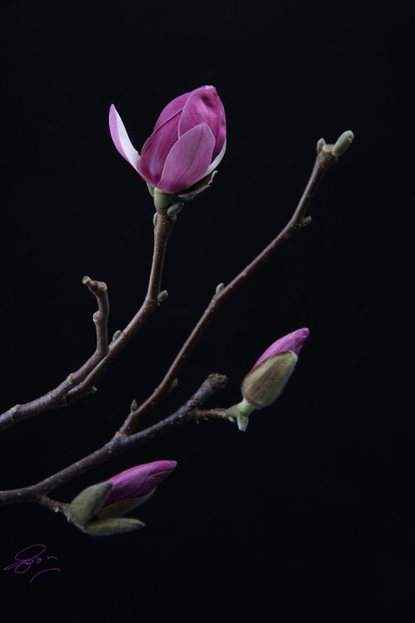 Magnolia