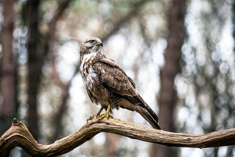 Buizerd