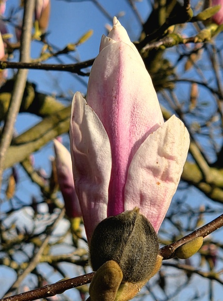 bloemknop van een Magnolia