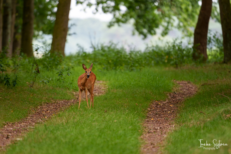 Ree op het pad