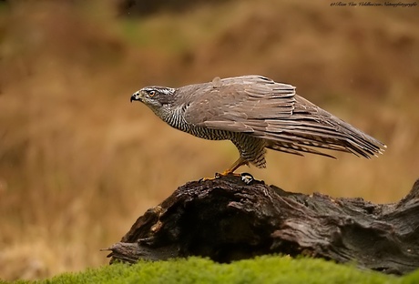 Hawk searches for its prey