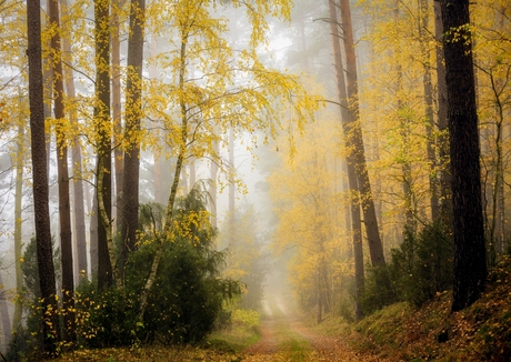 In de stilte van het herfstbos