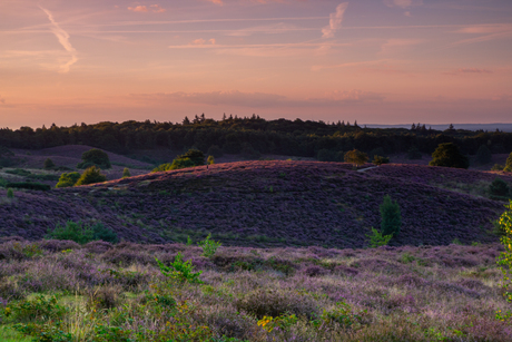 Hedikhuizer veld.