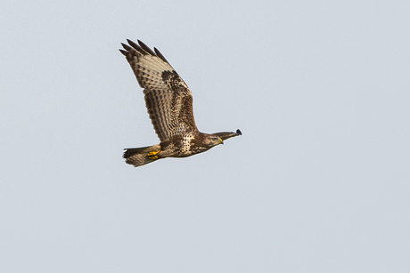 Buizerd