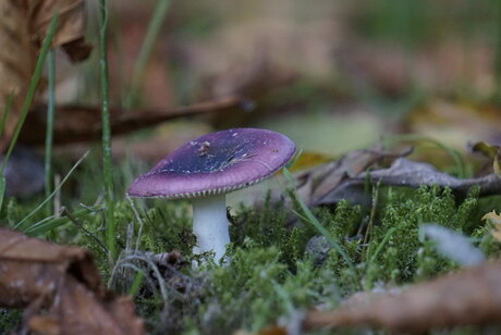 Russula