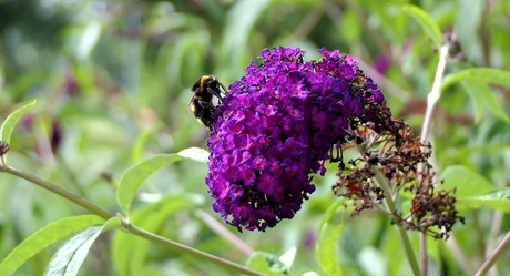 Hommel op vlinderstruik