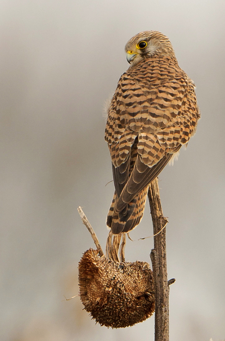 Torenvalk, Lauwersmeer