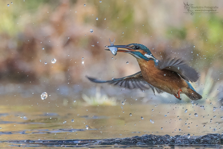 Ijsvogel met visje