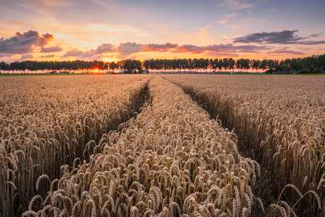 Graanveld bij zonsondergang