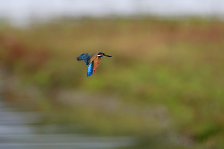 Biddende IJsvogel