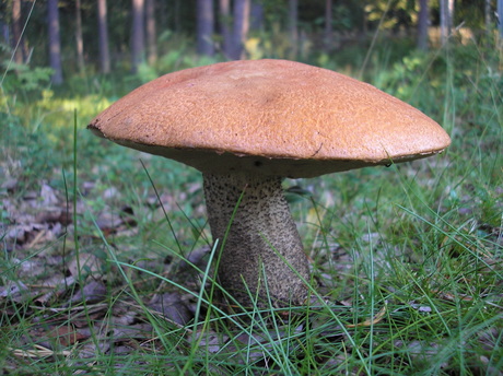 Fijnschubbige boleet Suillus Variegatus