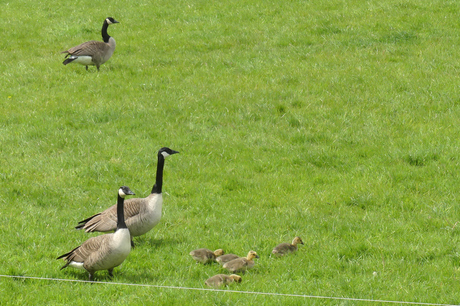 P1310053   Dierenmanieren  in de polder 6 mei 2026  
