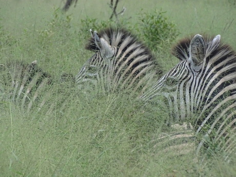 Zebra's in het hoge gras