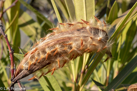 Oleander vrucht