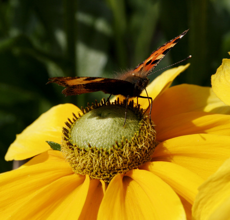 vlinder.5.jpg
