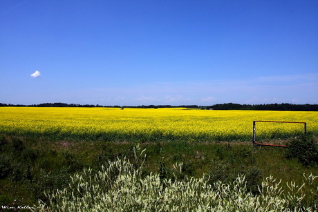 Yellow fields