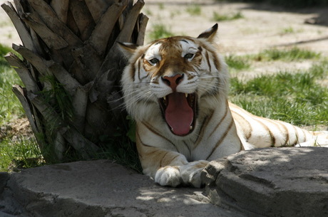 Geeuwende Tijger