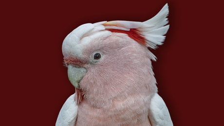 Major Mitchell's cockatoo,