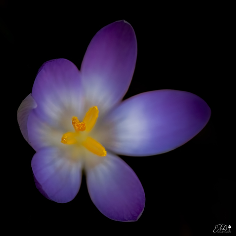 Krokus