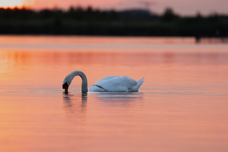 Zonsondergang Naardermeer